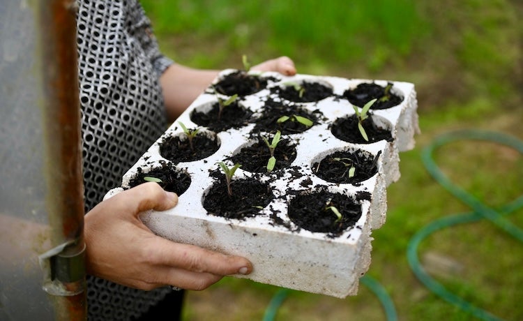 A woman’s hands hold a white box of young plants